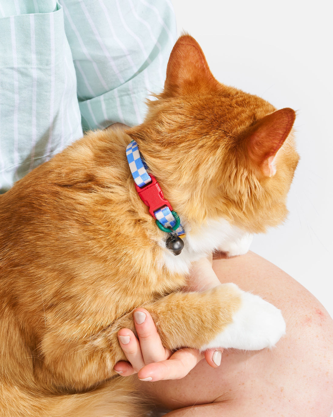 Why Breakaway Collars Are Essential for Cats