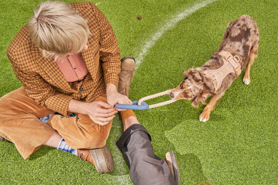 Games to play with your dog: keep your dog busy, best dog toys, dog puzzle toys, treat dispensing dog toys, puppy play, dog toys