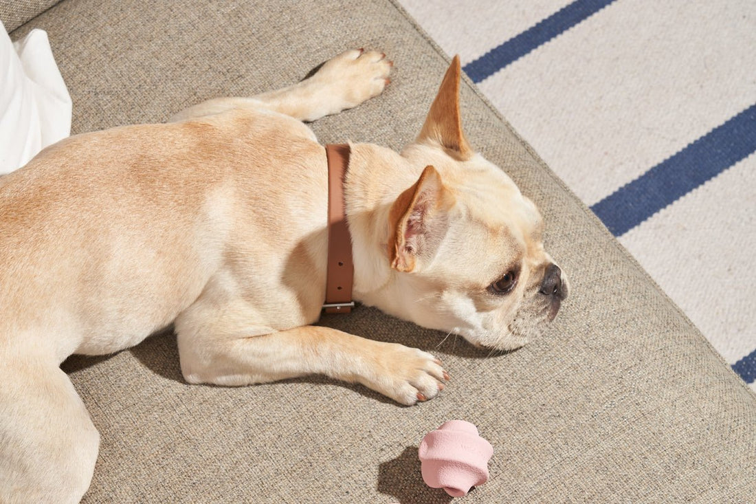 Dog stress: what to give my dog for stress, dog anxiety, separation anxiety in dogs, types of dog anxiety, dog health, causes of dog anxiety, dog anxiety treatments, cbd for dogs, calming supplements, calming aids, best calming treats for dogs 