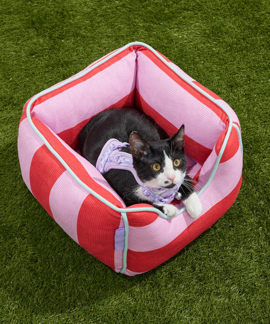 Signs Your Cat Is Bored (And What to Do About It)