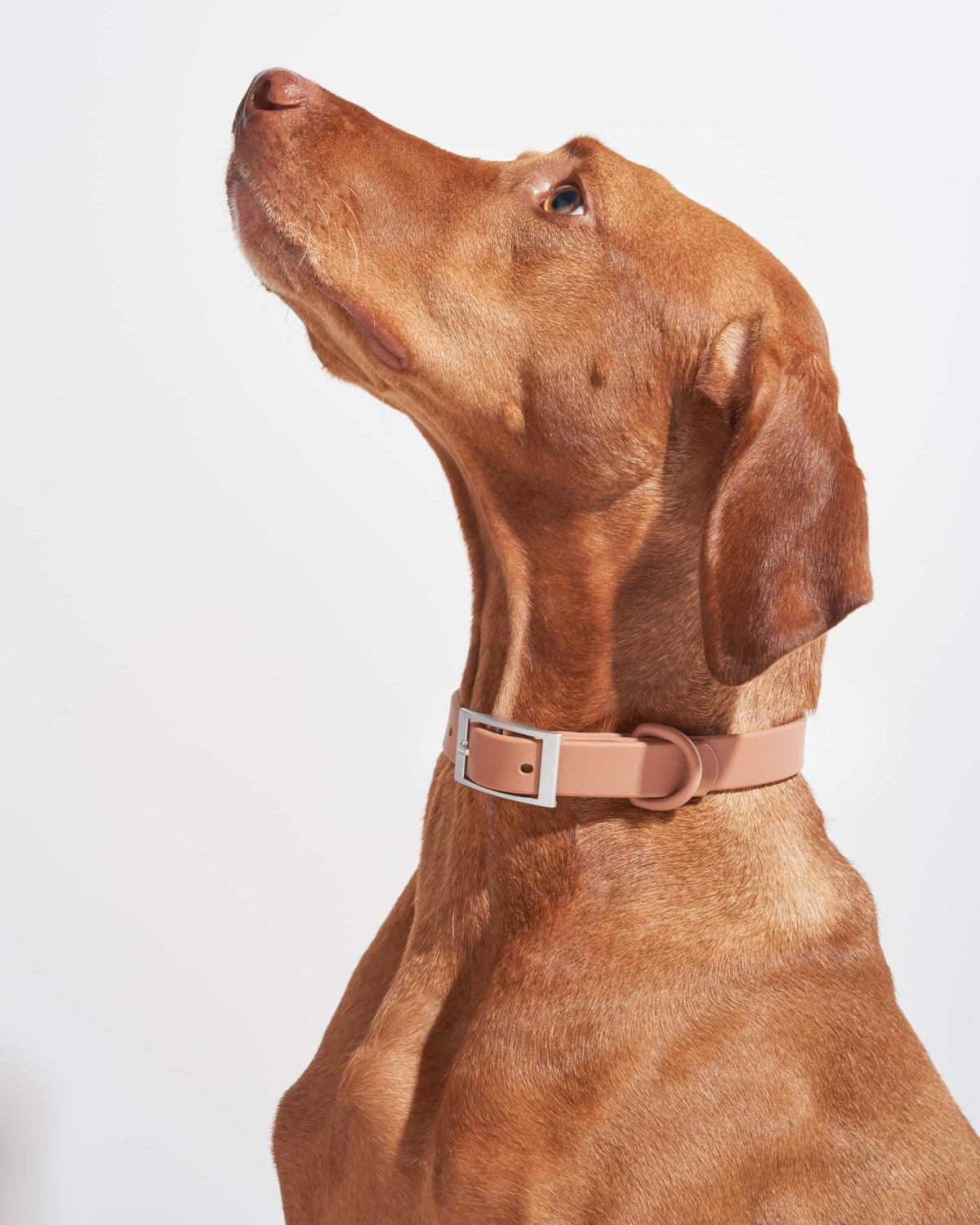 Cocoa