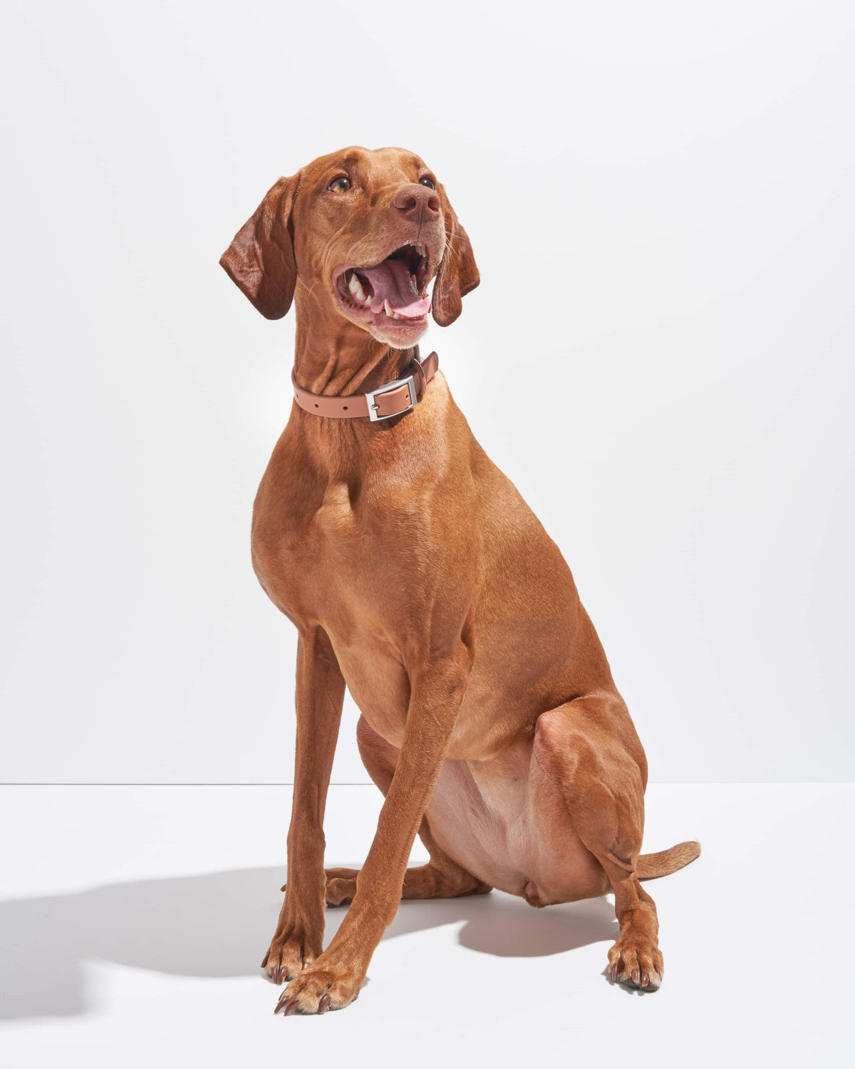 Cocoa